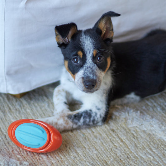Extreme Play Dog Tough Footy Ball - Medium